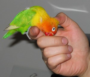 parrot